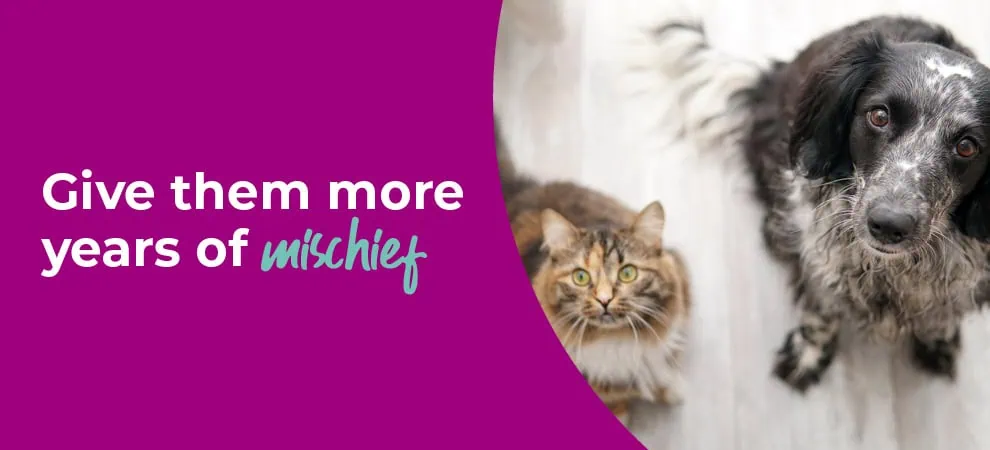 Senior Pets Care at The Gables Vets