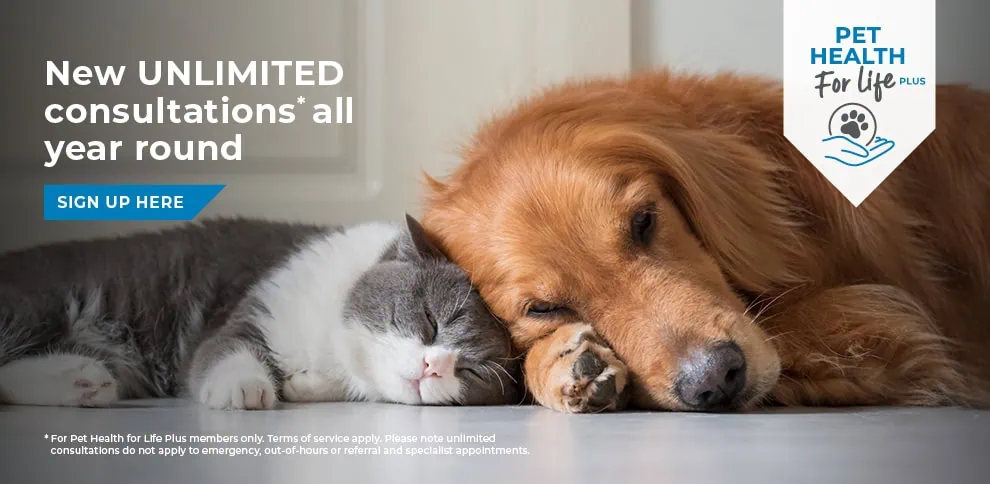 Your Trusted Veterinary Partner in Hessle, Yorkshire