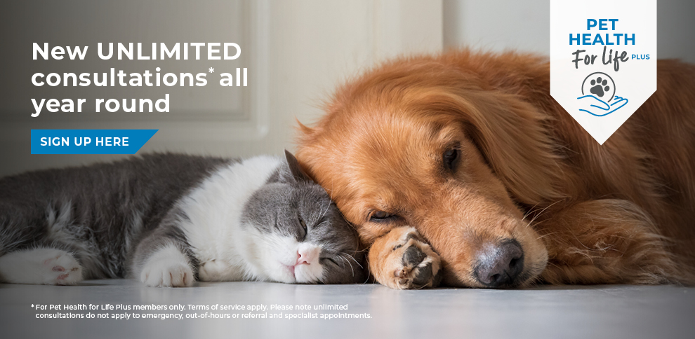 Your Trusted Veterinary Partner in Hessle, Yorkshire
