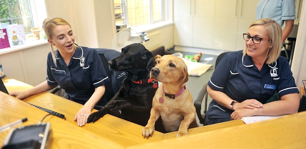 Welcome to The Gables Veterinary Centre in Hessle, East Riding, Yorkshire